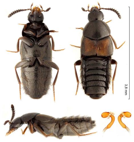 Aleochara haematoptera